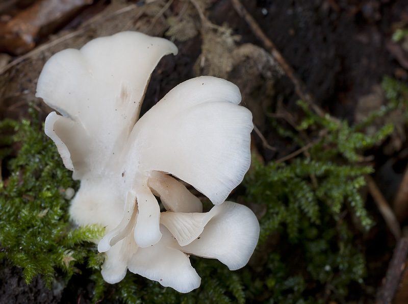 Crepidotus applanatus